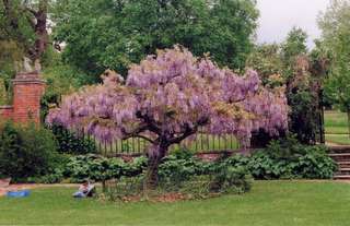 The Vyne